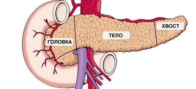 Анатомия и патологии головки поджелудочной железы