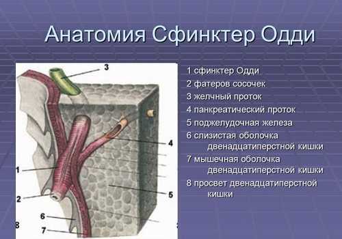 Анатомия сфинктера Одди