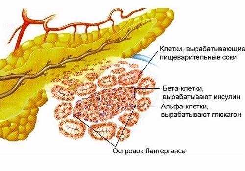структура паренхимы железы