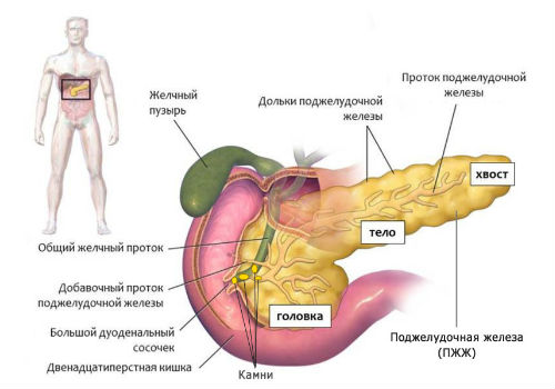 Схематический рисунок поджелудочной железы
