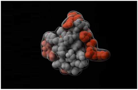 Достоверная 3-D модель молекулы инсулинового гормона