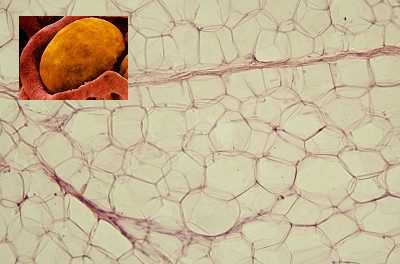 Клетки жировой ткани (адипоциты)