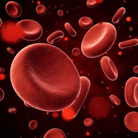Кровяные клетки насыщаются кислородом от пероксида