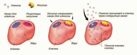 Схема, показывающая как глюкоза проникает внутрь клетки мышечной ткани