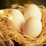 В пищу можно принимать белок куриного яйца.