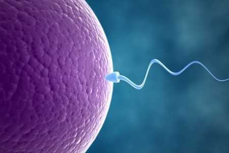 Сперматозоид и яйцеклетка