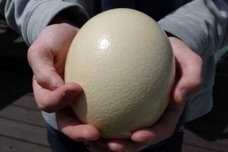 Страусиное яйцо в руках