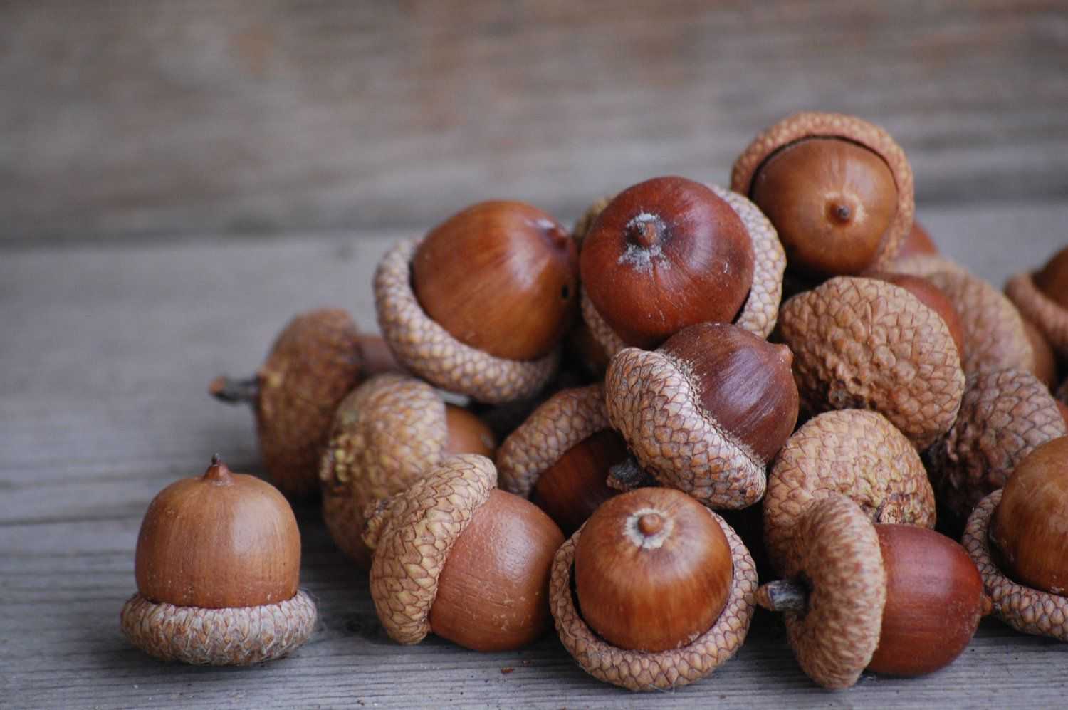 nuts similar to acorns investing