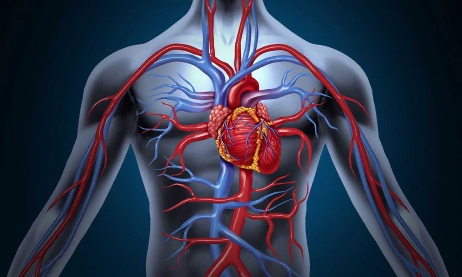 патологии сердечно-сосудистой системы